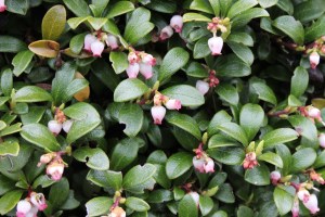 Arctostaphylos uva-ursi (1200 x 800)